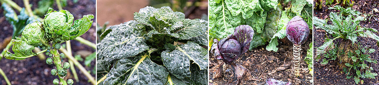Verschiedene Gemüse in der Nutzpflanzenabteilung: Rosenkohl, Palmkohl, Rotkohl und Zuckerrübe.