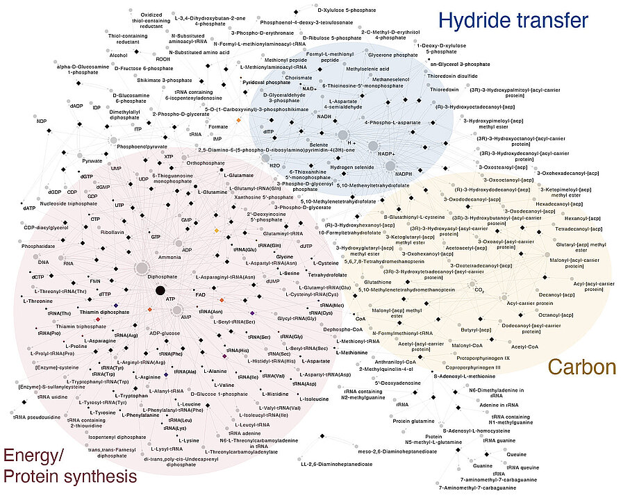 Stoffwechselnetzwerk von LBCA mit Stoffwechselprodukten, Reaktionen und Reaktionswegen.