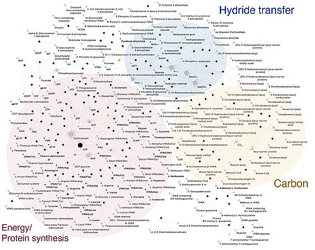Stoffwechselnetzwerk von LBCA mit Stoffwechselprodukten, Reaktionen und Reaktionswegen.