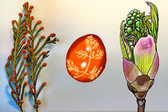 Drei Zeichnungen nebeneinander: Zweig einer Tasmanischen Erdbeerkiefer, Osterei, Knospe einer Rosskastanie