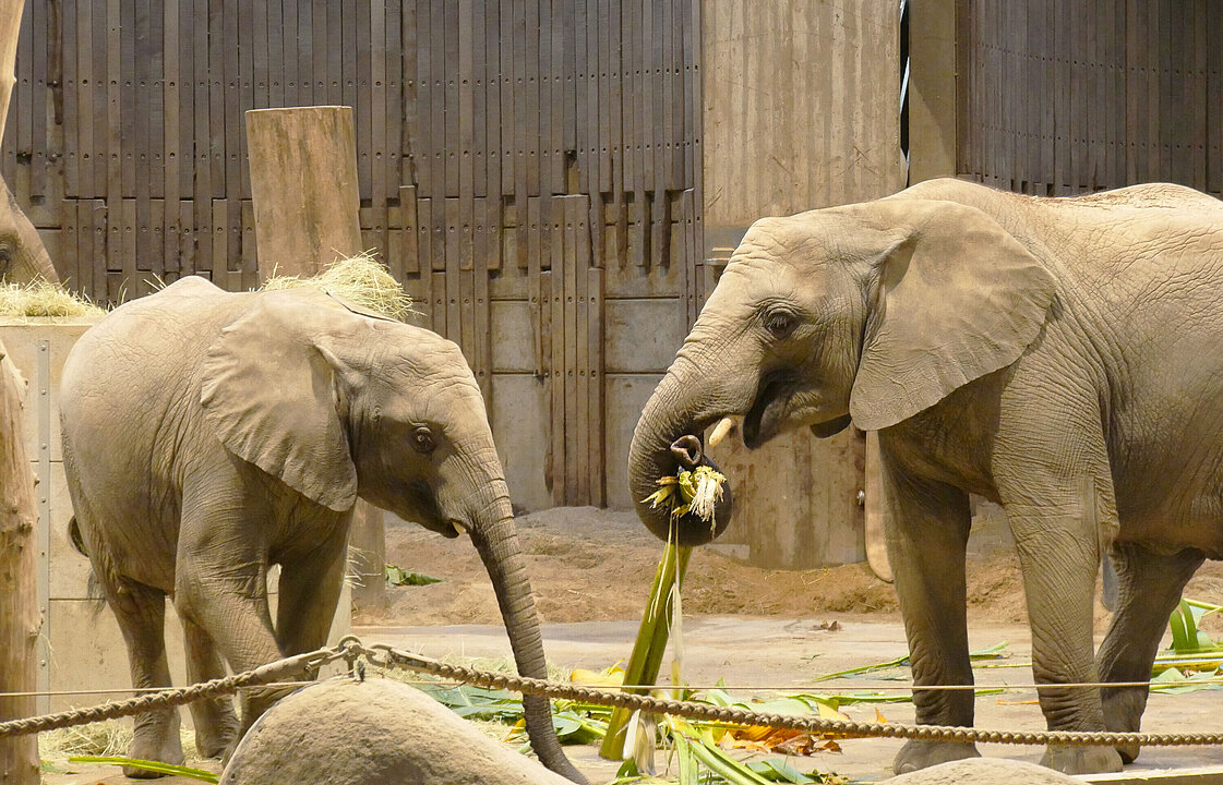 Zwei Elefanten fressen nebeneinander