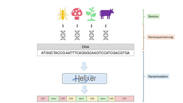 Prinzipskizze von Helixer. Das KI-Tool kann Genannotationen von Insekten, Pilzen, Pflanzen und Wirbeltieren vornehmen.