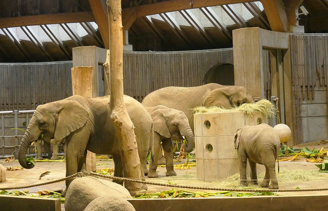 Elefantenhaus des Grünen Zoos Wuppertal: Die Elefantenherde frisst die Bananenblätter.