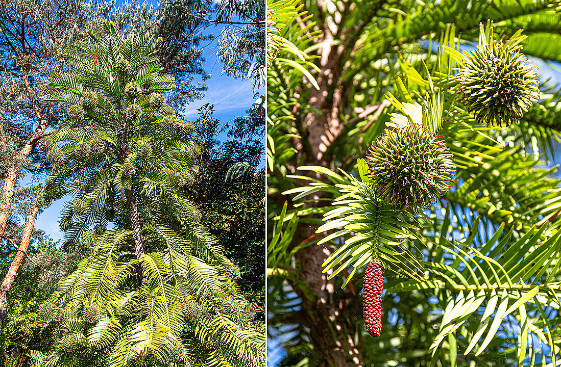 Wollemie im Freiland und Zapfen der Wollemie