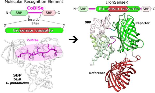 Grafische Darstellung, die schematisch das Wirkprinzip des Entwicklungsansatzes für Biosensoren zeigt.
