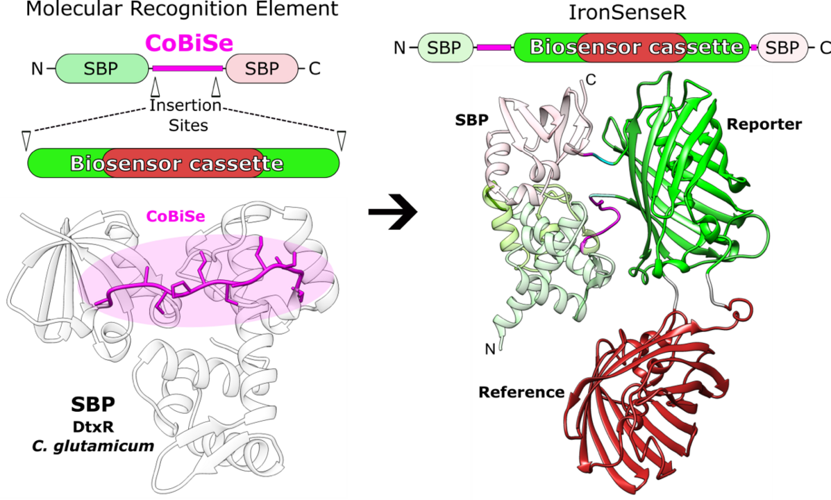 Grafische Darstellung, die schematisch das Wirkprinzip des Entwicklungsansatzes für Biosensoren zeigt.