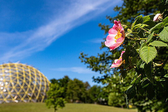 Hecken-Rose, im Hintergrund das Kuppelgewächshaus