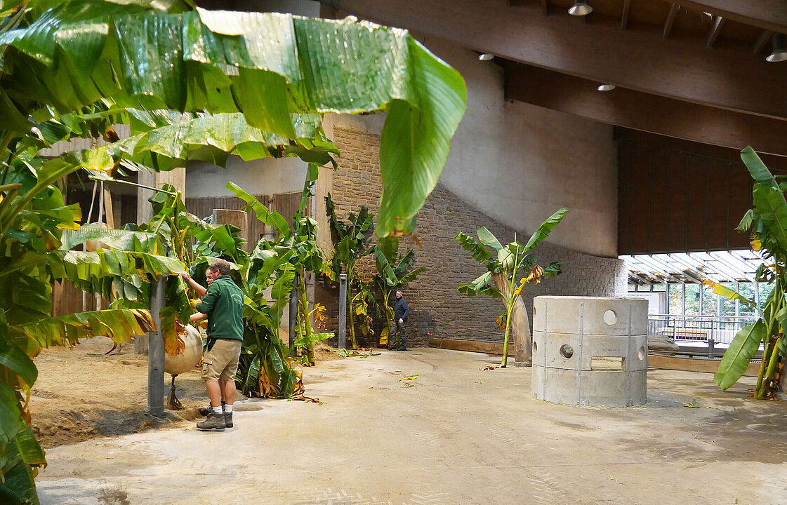 Die Bananenblätter werden als Dekoration aufgestellt.