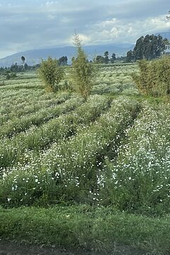 Feld mit Dalmatinischen Insektenblumen