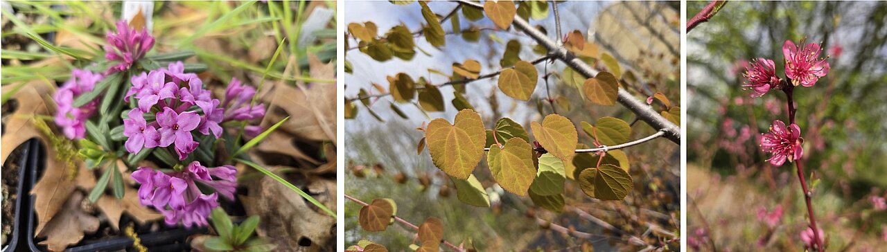 Drei Gehölze, links mit lila Blüten, in der Mitte gelb-braune Blätter, rechts rosa-rote Blüten.