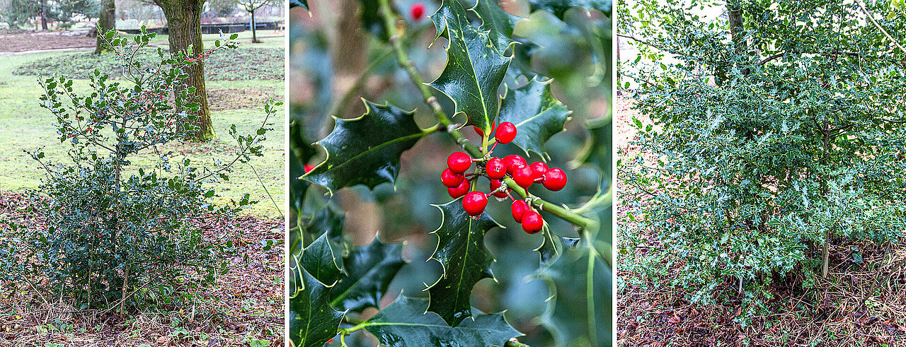 Männliche und weibliche Stechpalmenpflanzen, dazwischen die Früchte der weiblichen Stechpalme.
