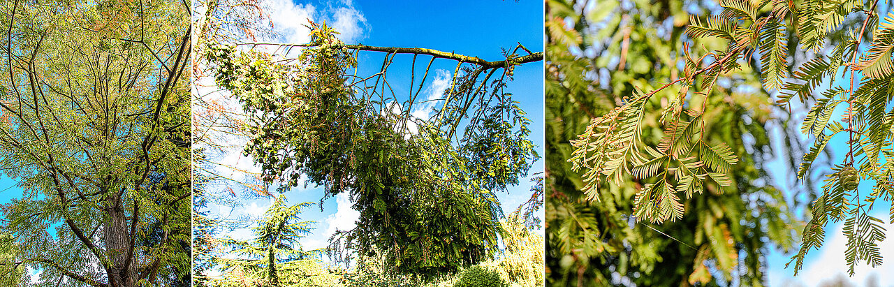 Drei Fotos des Urweltmammutbaums mit Details von Ästen und Zapfen.