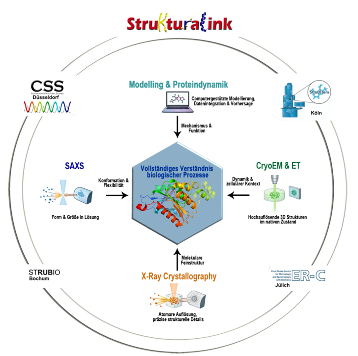Schematische Struktur des Verbund: die teilnehmenden Institute sind außen an einem Kreis angeordnet, innen ist auf sechseckigem Grund ein Protein zu sehen.
