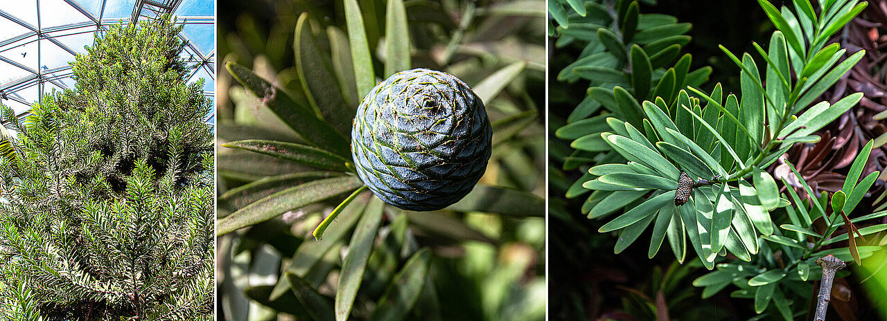 Neuseeländischer Kauri-Baum, Zapfen und Nadeln