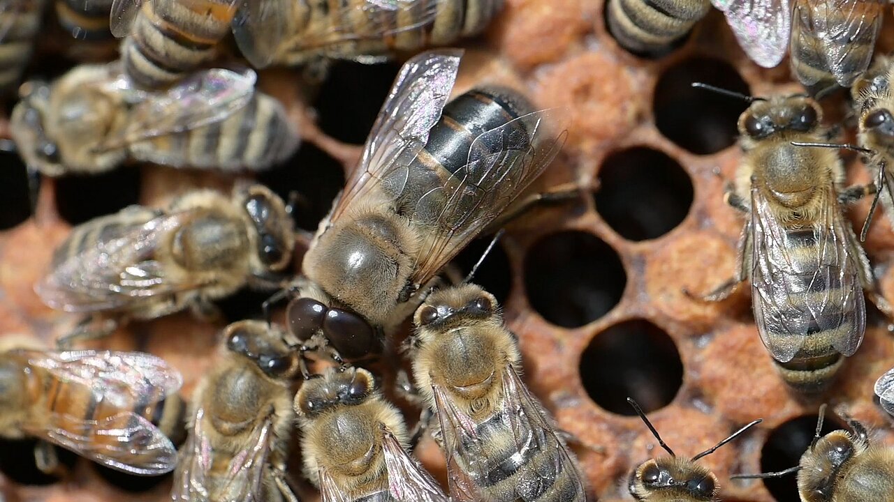 Drohne umringt von Arbeiterinnenbienen