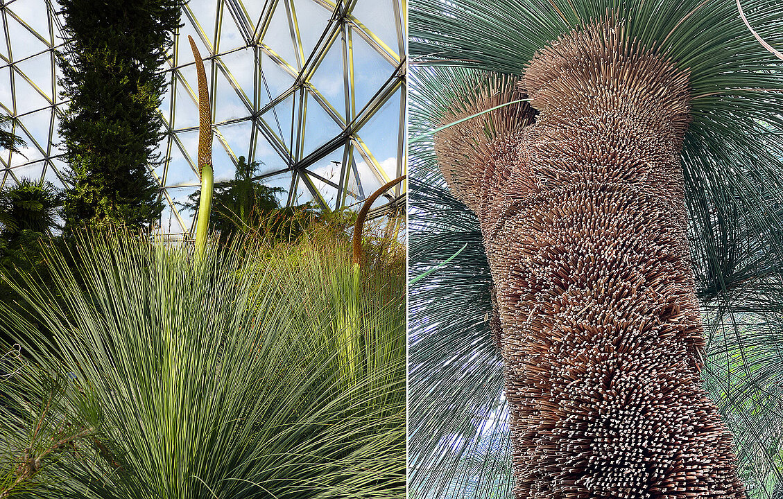 Zwei verschiedene Grasbäume (Xanthorrhoea) im Kuppelbau des Botanischen Gartens.