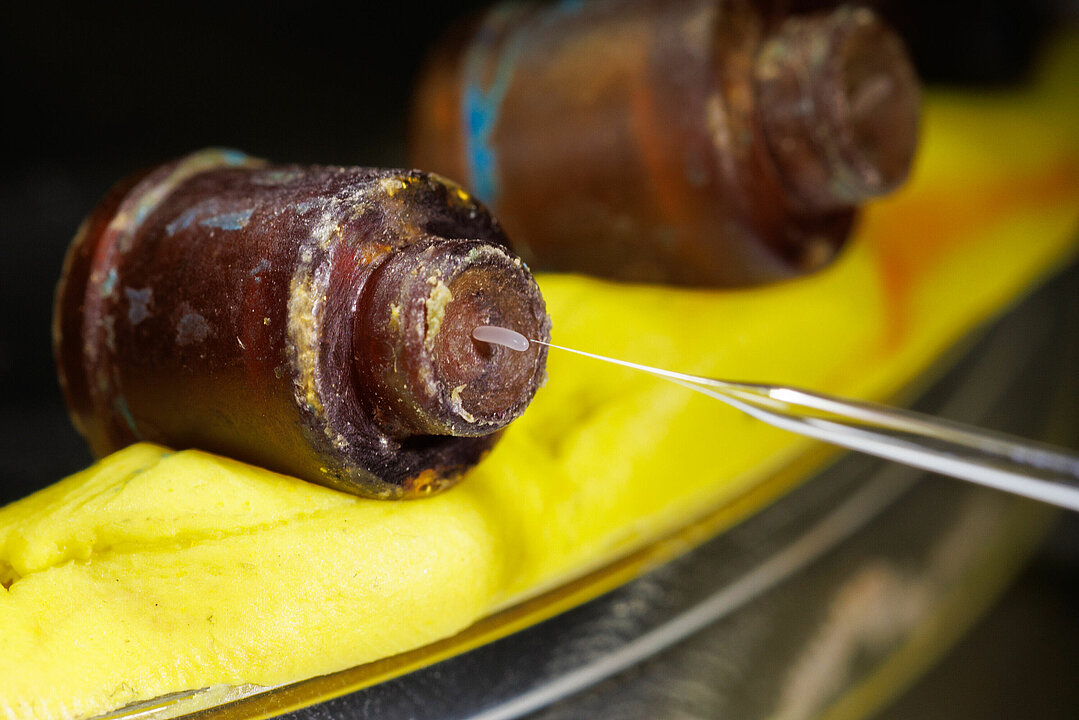 Bienenei auf einer extrem feinen Glasnadel