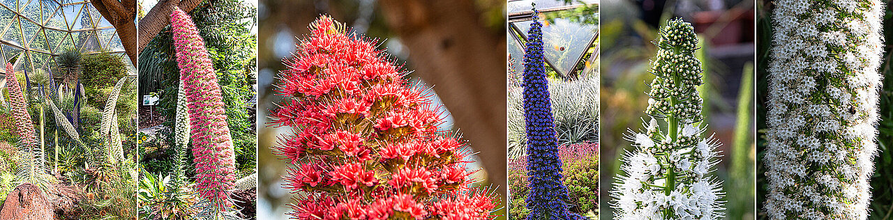 Natternköpfe, Überblicksbild in der Kuppel im Botanischen Garten und Detailaufnahmen verschiedener Arten 