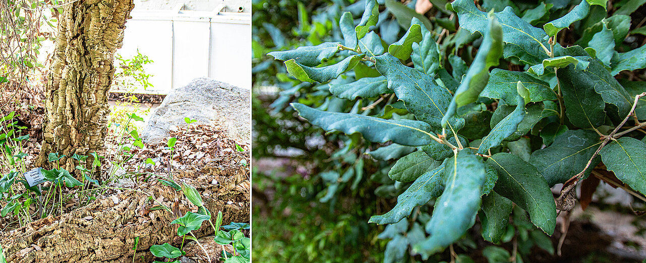Abgestorbener Stamm und Blätter der Kork-Eiche (Quercus suber).