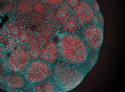 Microscopic image of a 3D brain model, as used in the study (red: neural progenitor cells; blue: neurons). 