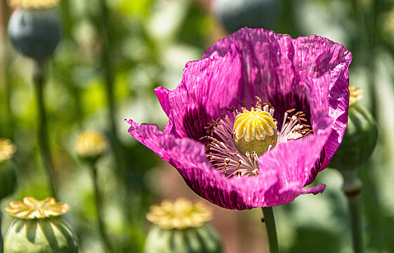 Blüte des Schlaf-Mohns in Nahaufnahme