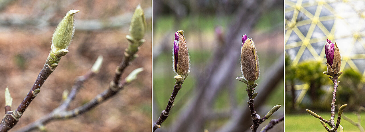 Drei Fotos: noch geschlossene Blütenknospen, sich leicht und deutlich öffnende Blüten