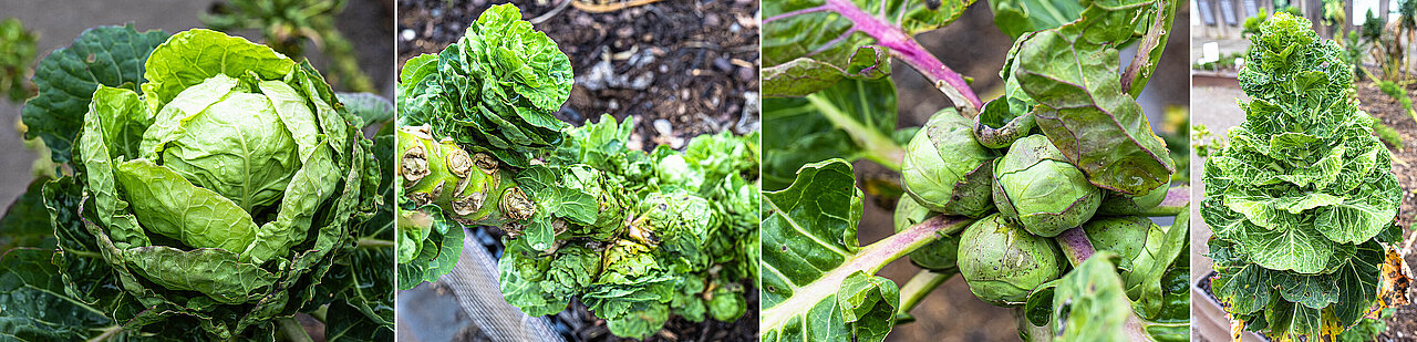 Rosenkohl in verschiedenen Wachstumsstatien: Links großer Kopf, kleine Köpfchen am Stiel (2. und 3. von links), großer Sproß (rechts).