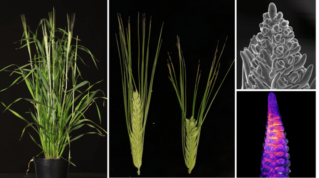 Gerstenpflanze, Gerstenblütenstände mit und ohne Mutation, Mikroskopaufnahmen von sich entwickelnden Gerstenblüten
