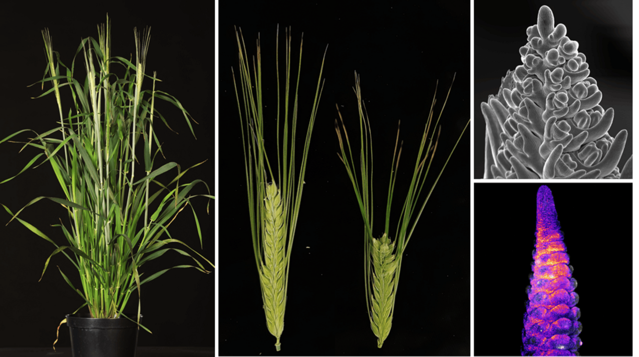 Gerstenpflanze, Gerstenblütenstände mit und ohne Mutation, Mikroskopaufnahmen von sich entwickelnden Gerstenblüten