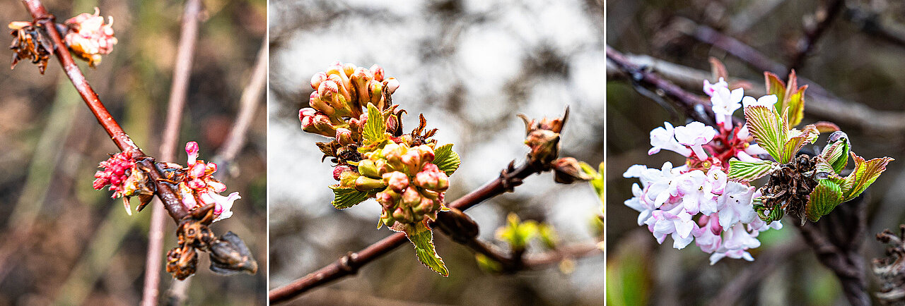 Drei Fotos: aufkeimenden Blüten; geschlossene Blüten mit Blattansätzen; zartrose Blüten mit kleinen grünen Blättern.