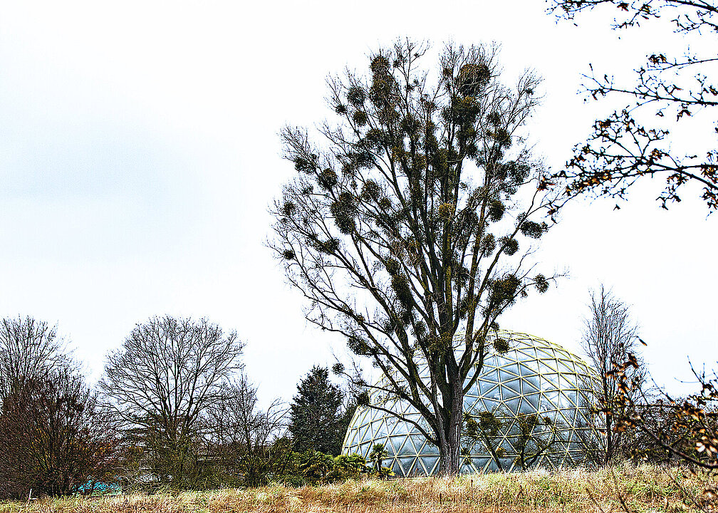 Große Pappel mit Mistelbewuchs vor dem Kuppelgewächshaus