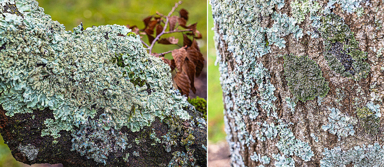 Links dicker Ast, dicht bewachsen von grauen, blättrigen Flechten; rechts Baumstamm mit grauen und dunkelgrünen Flechten.