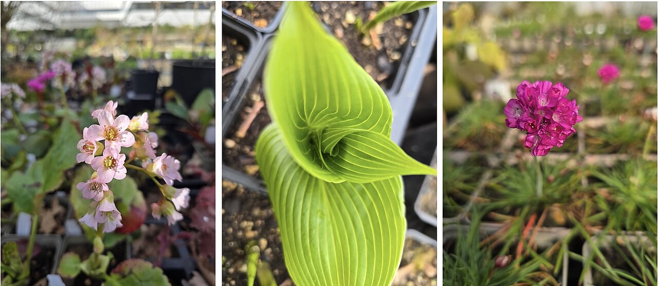 Nebeneinandergestellt drei Pflanzen, links und rechts mit Blüten, in der Mitte verschlungene Blätter.