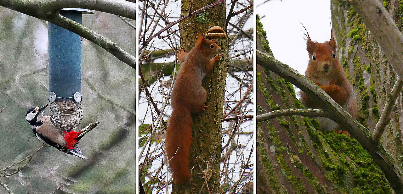 Specht und Eichhörnchen in Bäumen