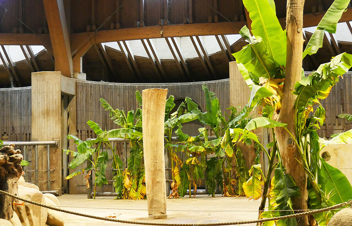 Das fertig mit Bananenblättern dekorierte Elefantenhaus.