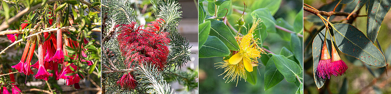 Vier verschiedene Blüten in der Kuppel