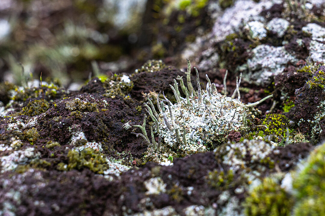 Auf dunklem Vulkangestein ist mittig im Bild die hellgrau und hellgrün wachsende Flechte zu sehen, die sich durch feine Härchen, die nach oben streben, auszeichnet.
