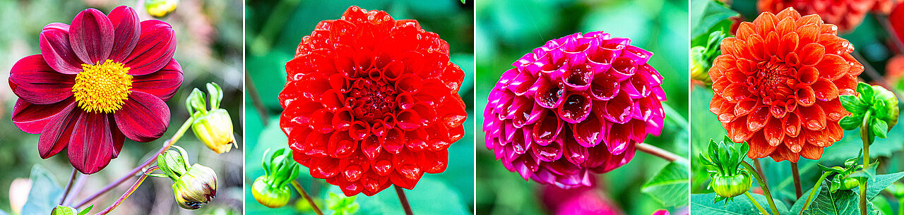 Blüten von vier unterschiedlichen Dahlien