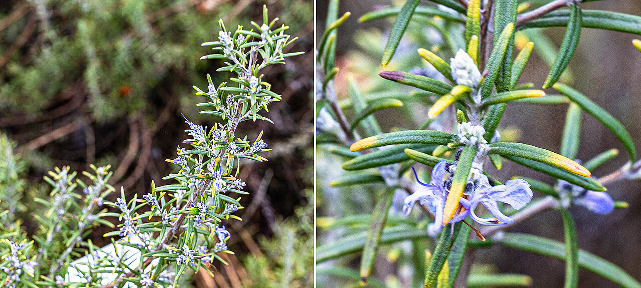 Zweig (links) und blau-violette Blüten (rechts) des Rosmarin.