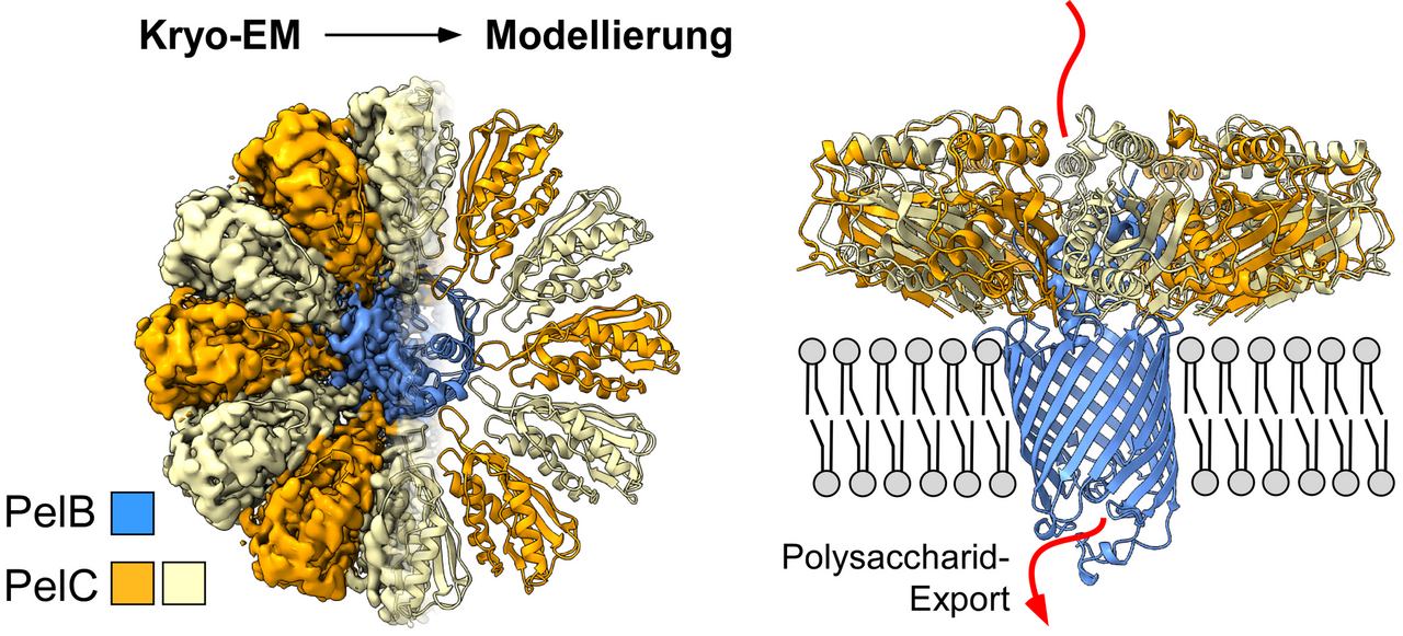 Grafische Darstellung des Transportkomplexes in der Zellmembran des untersuchten Bakteriums. Die Grafik wurde mittels Kryo-Elektronenmikroskopie erstellt.