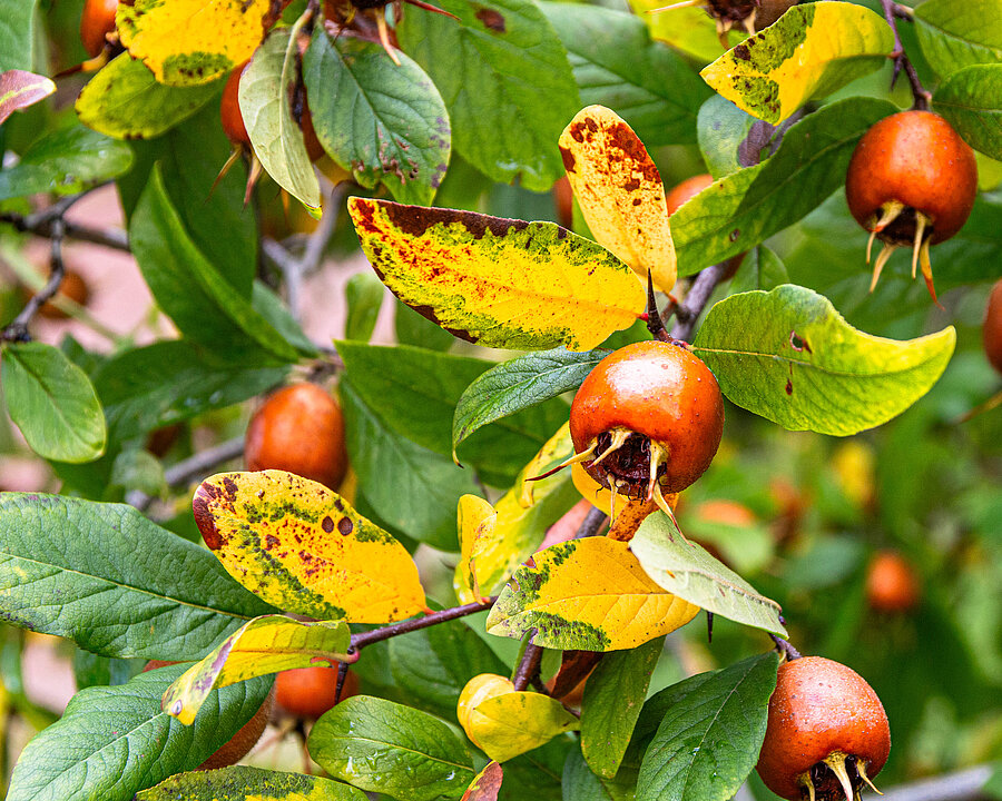 Früchte und Blätter der Mispel in herbstlicher Färbung