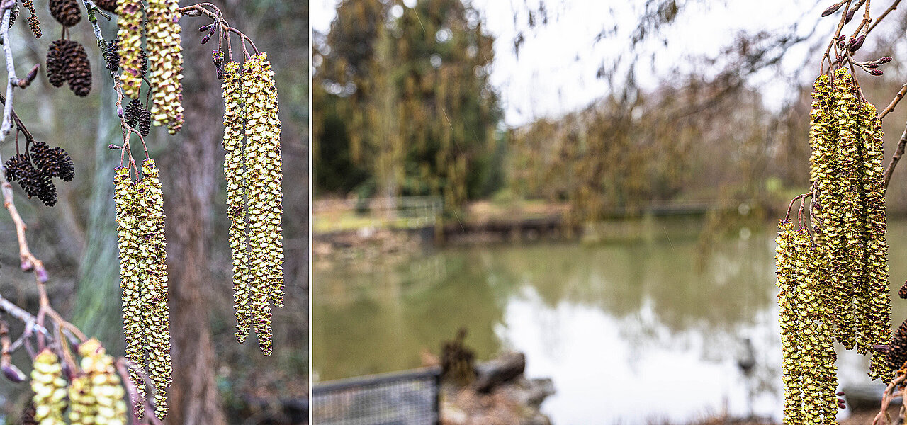 Zwei Bilder: längliche Blütenstände und kleine dunkelbraune Zapfen (links), Blütenstände mit der Teichanlage im Hintergrund.