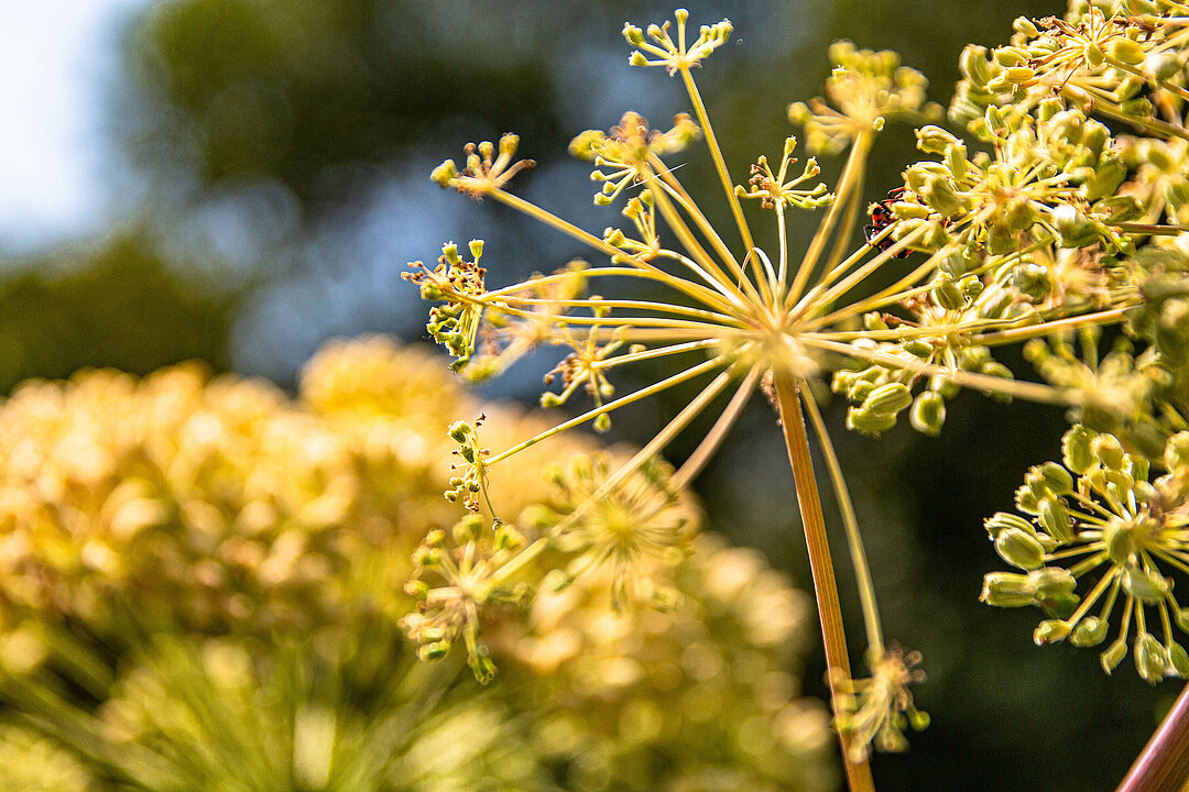Dolden des Engelwurz in Nahaufnahme