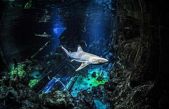 Ein Hai schwimmt durch das Haibecken in Sealife Oberhausen. Unten im Bild ist der Tunne zu sehen, durch den die Besucher unter Wasser durch den Tunnel gehen können.