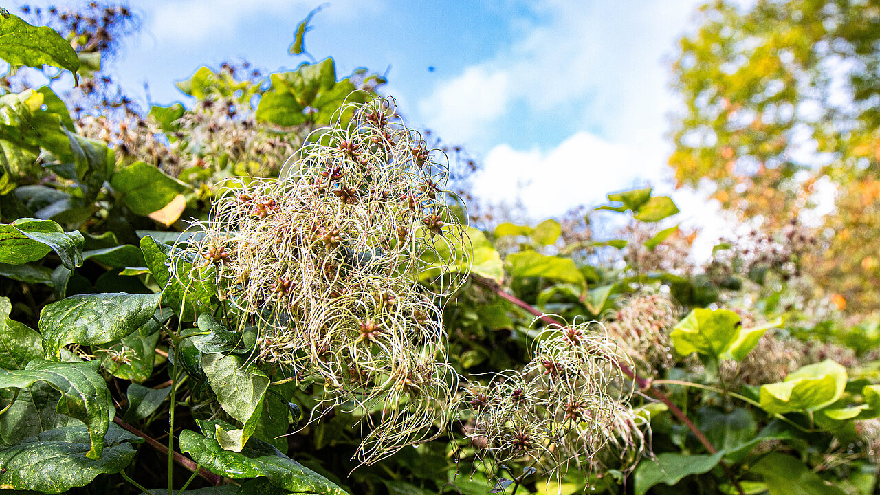 Rankende Waldrebe (Clematis vitalba) an einer Mauer vor blauem Himmel.