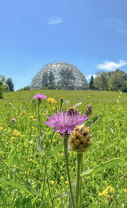 Eine Schmuckdistel auf der Wiese vor der Kuppel des Gewächshauses des Botanischen Gartens