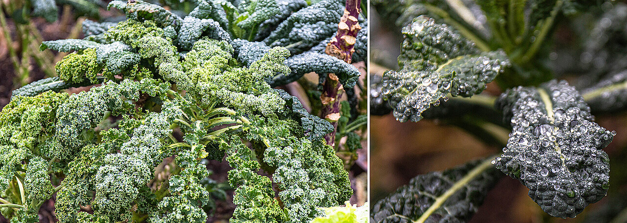 Auf Grünkohlblättern sind Wassertropfen zu sehen, die sich aufgrund des Lotuseffekts bilden.