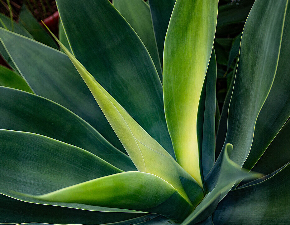 Blätter der Drachenbaum-Agave
