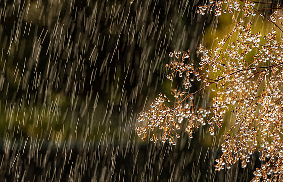 Regentropfen, die von der Sonne zum Leuchten gebracht werden