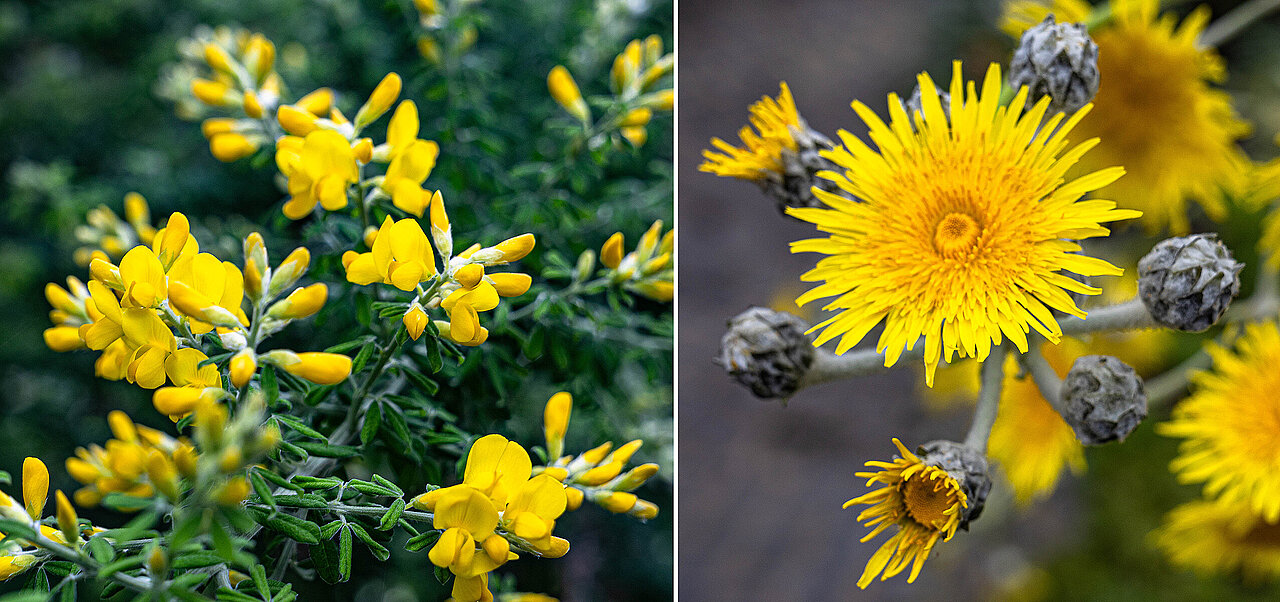 Zweimal strahlend gelbe Blüten: links Ast des Kanarenginster mit vielen einzelnen kleinen Blüten; rechts einzelne runde Blüte der Distel, umgeben von Kranz aufkeimender oder noch geschlossener grauer Blütenknospen. 